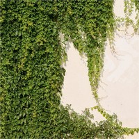 Fototapete Efeuwand Vliestapete Pflanzen GrüN Creme Wohnzimmer Schlafzimmer