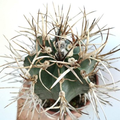 Astrophytum capricorne cv BUFFALO syn. TAIHO-GYOKU - Goat's horn cactus | Star c