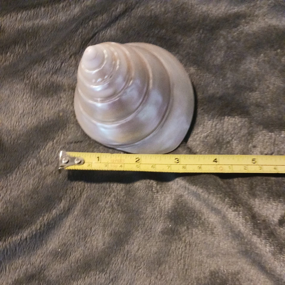 "Trochus Niloticus madreperla concha blanca playa decoración costera de colección 3""x3""" Foto 4 de 4