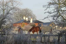 Photo 6x4 Horses in a field at Manor House Farm, adjacent to the Grand Un c2012