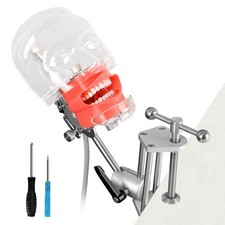 Dental Manikin Head with 32 Typodont Teeth Model, Dental Typodont Mount Fixed on