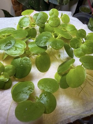 50+ Amazon Frogbit Floating Aquarium Plants