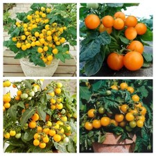 GELBE ZWERGE PAKET - DWARF TOMATO BALKON TOMA...