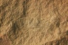 Very rare Carboniferous fossil Arthropod in nodule