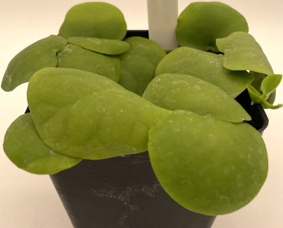 Dischidia platyphylla , 3.5” Pot Epiphyte Mount To Driftwood! - Image 3 of 4