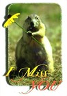 An Adorable Prairie Dog Holding A Sunflower, I Miss You Postcard