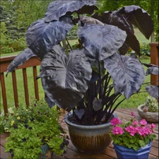 Black Coral Colocasia / Elephant Ear, Large 1 Gallon Size