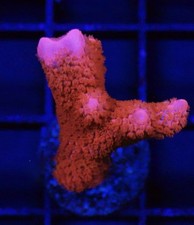 Live coral Forest Fire Montipora digitata SPS Coral Fast Growing 1-2 Frag