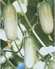 Mongkut Hybrid Thai Asian Cucumber Seeds (25 Seed Pack)