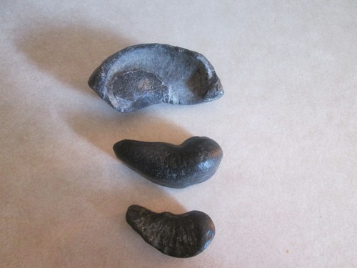 Fossil Ears Lot Of 3 North Florida