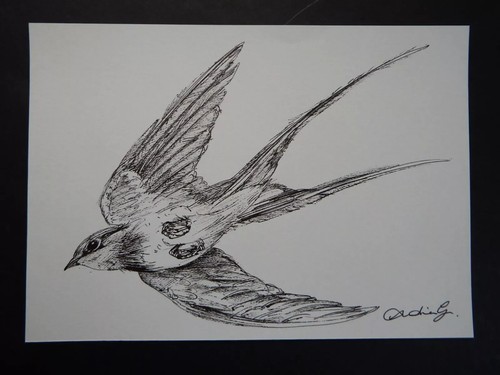 Original Small Hand Drawn Pen & Ink Drawing Sketch of a Bird Swallow in Flight - Picture 2 of 8