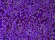 Rose Highlight Hammer * Euphyllia * Live Coral Frag * AJs Aquariums