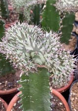 Euphorbia horwoodii cristata Succulent plants Garden D cor Boutique