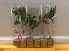 CLONE SHIPPER Live PLANT shipping box Container Propagation Dome Rockwool  Cubes