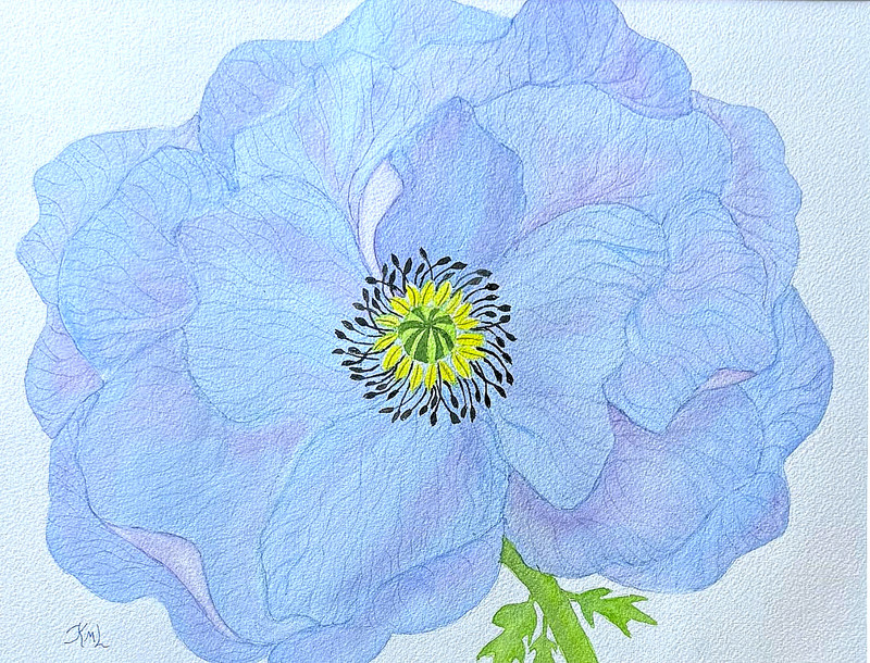 PAINTING WATERCOLOR ART POPPY FLOWER BLUE PURPLE BLACK 11x14 & DOUBLE MAT 16X20