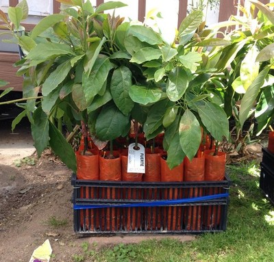 Fuerte Grafted Avocado Tree - Cold Hardy - Live Avocado Tree