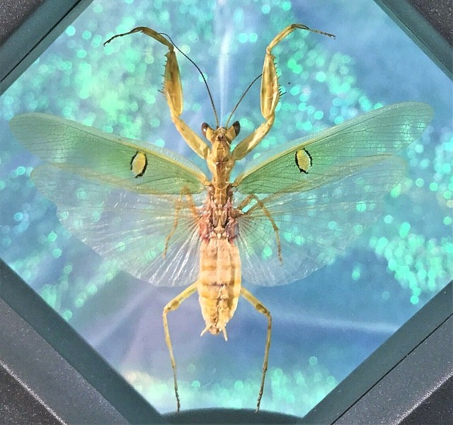 G79 Entomology Taxidermy Jeweled Flower Mantis Male Spread dome display specimen
