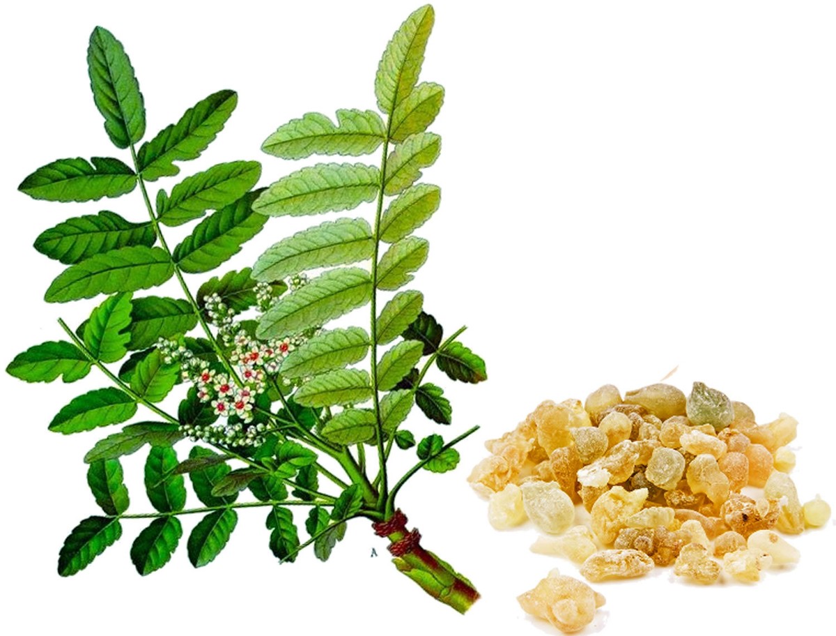Boswellia Serrata powder manufacturer