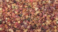 Landscape leaves fall maple ground fallen outdoors Custom Gaming Mat Desk