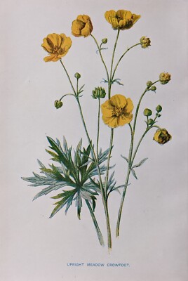 C1900 Botanik Blumenmuster - Senkrechtstellung Meadow Hahnenfuß