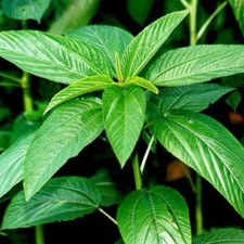 8g Bangladeshi Misti Nali Shak Seeds Egyptian Spinach Jute Mita Nali Hag Seeds