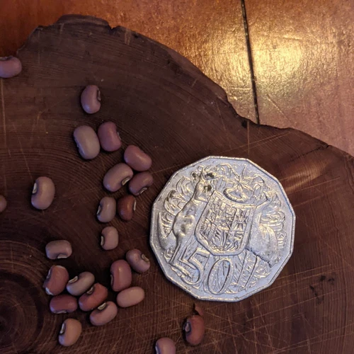 Cow Pea Seed - 10 to 200 Cowpea Seeds - Great For Poor Soils - Organic  🫘 - Picture 7 of 7