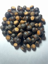 100 Semi di GHIANDA QUERCIA ACQUA Misura Piccola 1/2" Autunno Autunno Artigianale, Testato Galleggiante