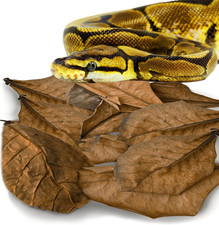 SunGrow Dried Leaf Litter Reptile Substrate Bioactive Terrarium Bedding