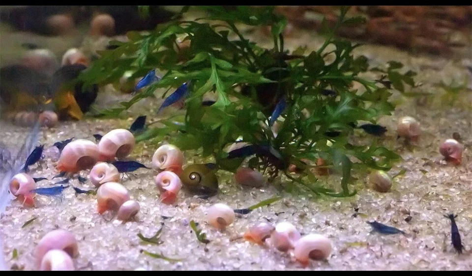 15 AZUL, ROSA Y ROJO Leopardo Ramshorn Caracoles Vivos Acuario de Agua Dulce Estanque Caracol Foto 4 de 4