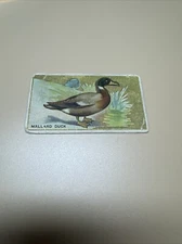 ATC A.T.C. (USA)-BIRD SERIES 1910 (WHITE BORDER MECCA)- MALLARD DUCK
