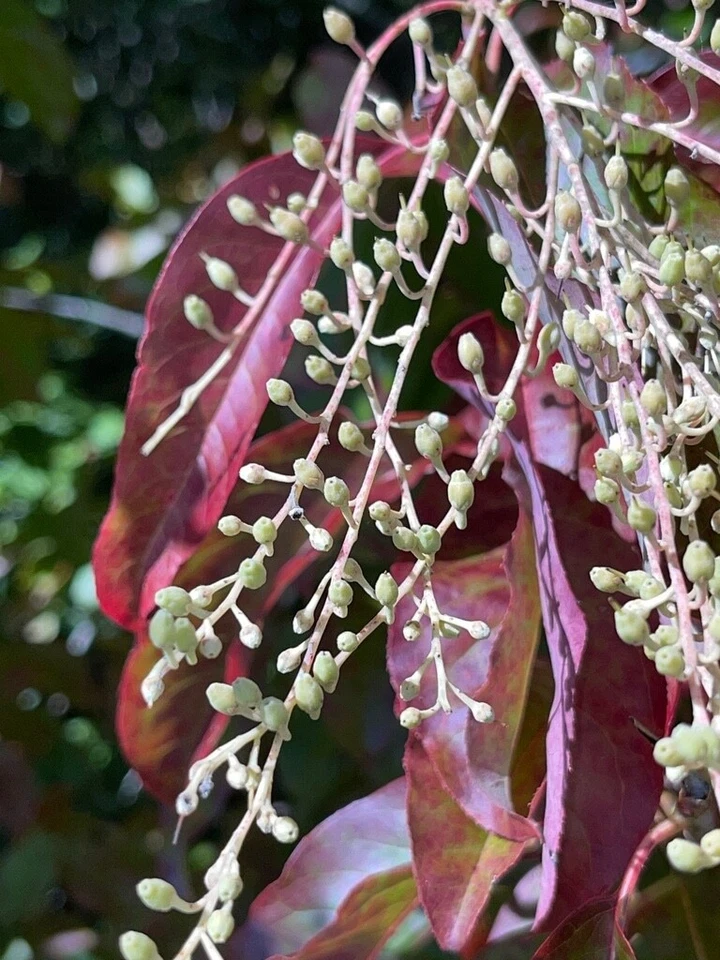 Lily of the Valley Sourwood Seeds (Oxydendrum arboreum) | Honey Bee Tree Bonsai - Image 2 of 4
