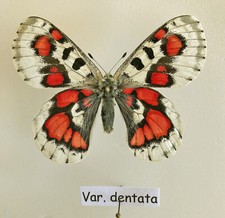 Parnassius for collectors | rare Parnassinae