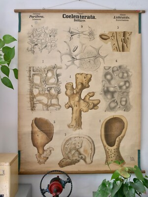 VINTAGE | SCHOOL WALL MAP COELENTERATA Porifera | DR.LEUCKART | SCHOOL WALLCHART