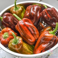 25+ Candy Cane Chocolate Cherry Sweet Pepper Seeds for Garden - FREE SHIPPING!