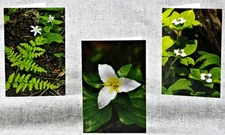 Wildflowers in the shade Pacific Northwest Set of 3 Blank Photo Notecards
