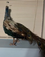 Gorgeous Peacock Stuffed Standing