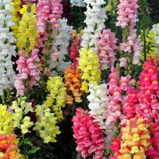 Magic Carpet Mix Snapdragon Seeds | Heirloom / Non-GMO |