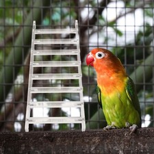 Bird Perch Stand Ladder Hanging Acrylicen Parakeet Step Toy Cage
