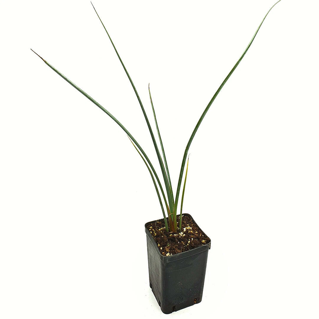 Foto 2 di 2