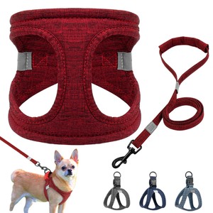 italian greyhound breed info