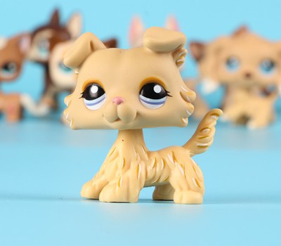 yellow lps collie