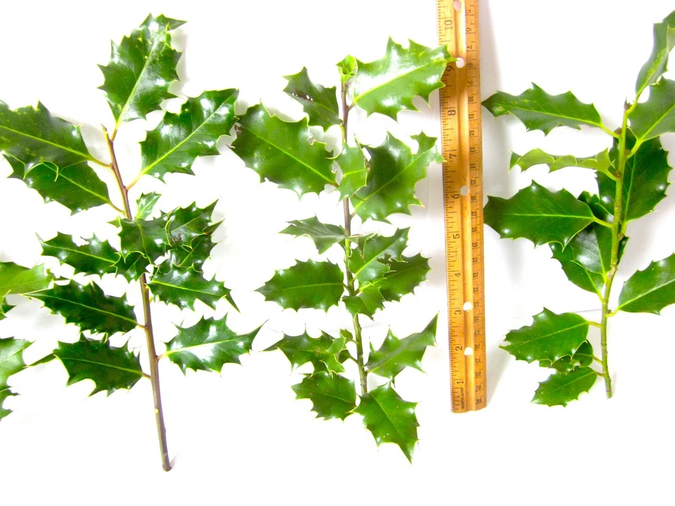 10 Live Cut Holly Branches 6"-10" Christmas decor greenery wreaths fresh greens  - Image 2 of 4