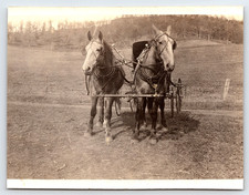 Antique Photo Horse Drawn Carriage Wagon Team Rural Farm Scene Early 1900s B&W