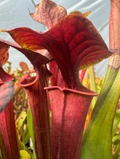 Carnivorous Plant - Sarracenia flava var atropurpurea - 20+ seeds (Apr 2026)