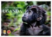 Wibke Woyke | Uganda - Berggorillas & Chimps (Wandkalender 2026 Din A2 Quer),...