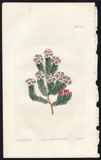 1813 Curtis Botanical Magazine Antique Print Antholyza Merianella #1548