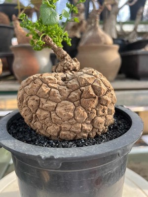 Lychee Turtle Stephania Caudex Bonsai, Trendy Collector Specimen 2