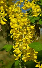 GOLDEN CHAIN TREE 50 SEEDS, LABURNUM ANAGYROIDES