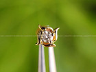 Pin For Her Solid 14k Yellow Gold 3Mm Round Moissanite Unique Screw Back Nose