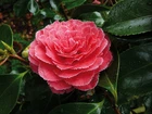 cameliagallega